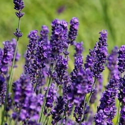 lavender flower color