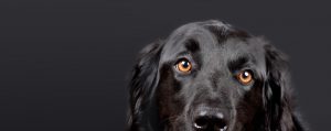 dogs colors 3