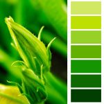 green color palette