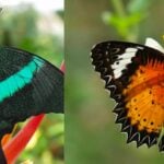 colorful butterflies 2