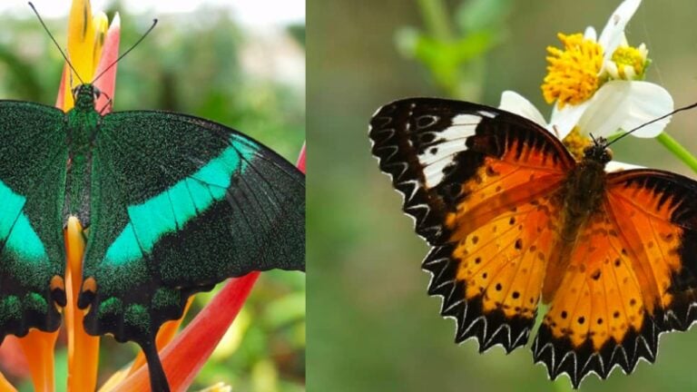 colorful butterflies 2
