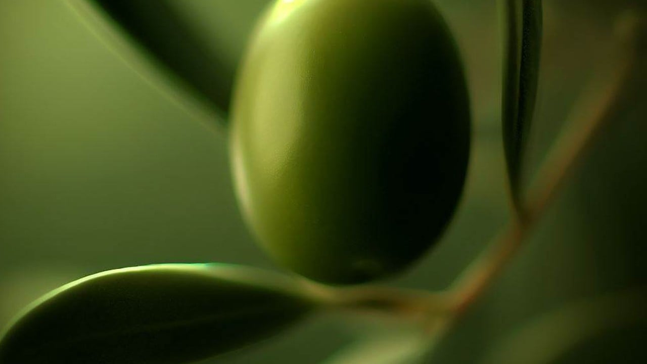 Olive Green Color Codes, Symbolism and HEX Color Psychology