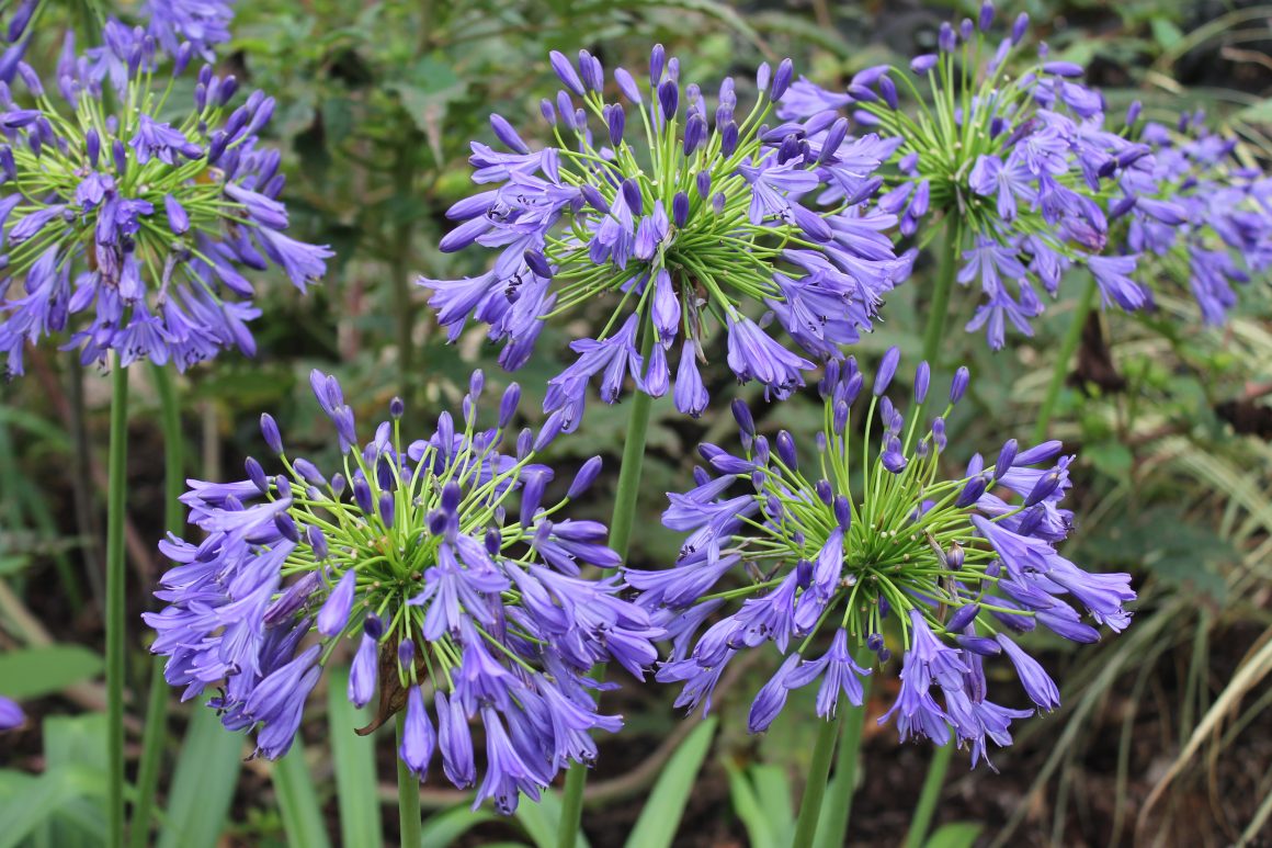 Secret List: 50 Amazing Blue Things in Nature You Must See