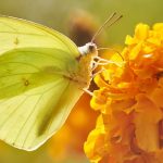 yellow butterfly 1
