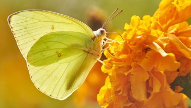 Shocking Truth About Yellow Butterfly Symbolism & Meaning Revealed