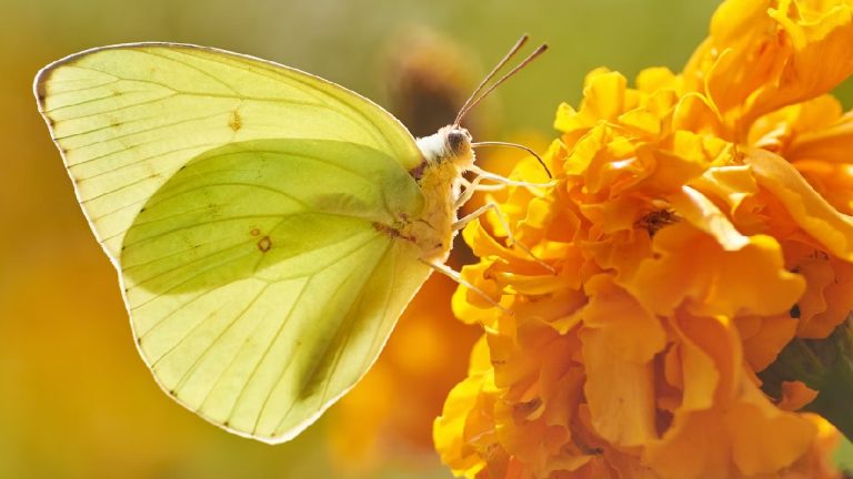yellow butterfly 1