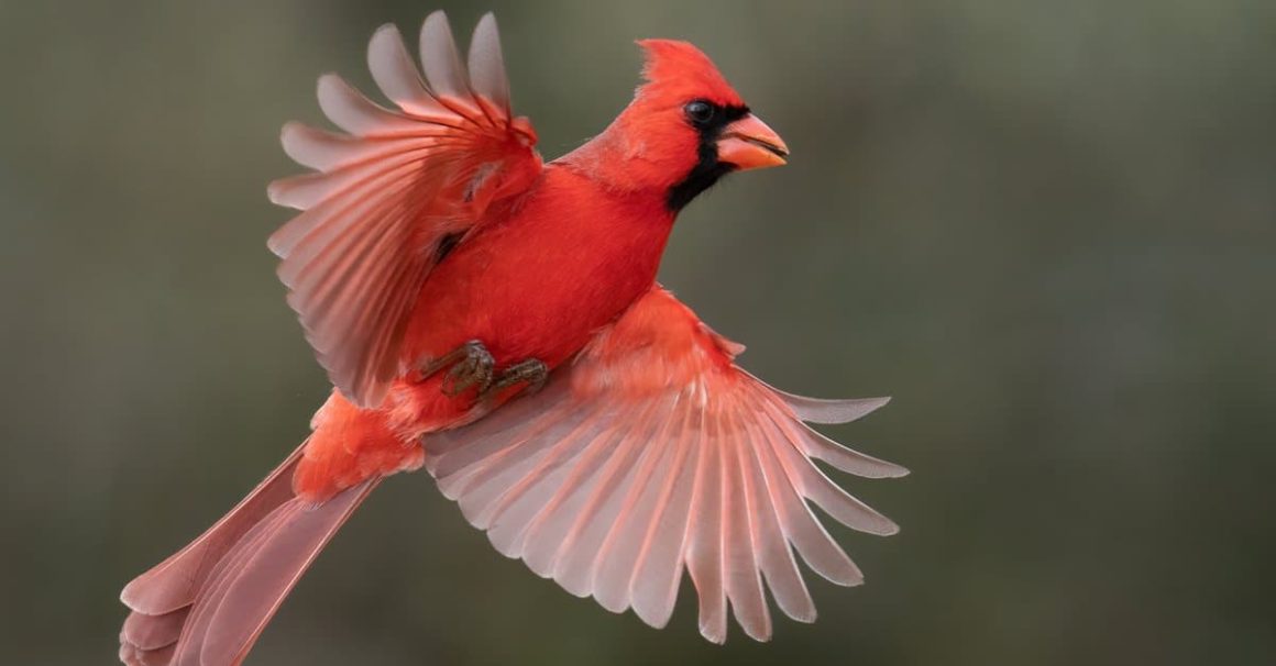 Cardinal Meaning Symbolism What Does It Mean To See A Cardinal cardinal-meaning-symbolism-what-does-it-mean-to-see-a-cardinal
