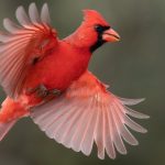 cardinal 2