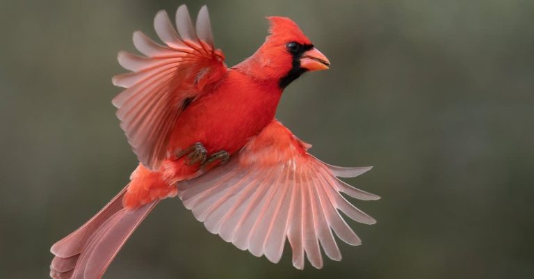 cardinal 2