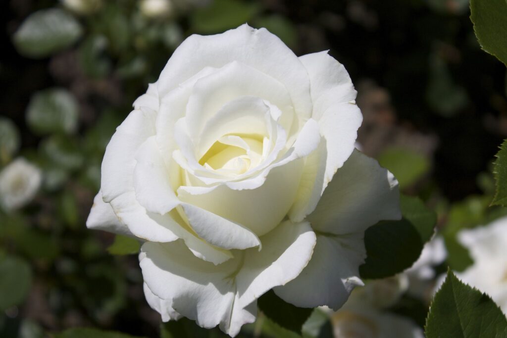 Shocking Secrets of White Items in Nature & Design!