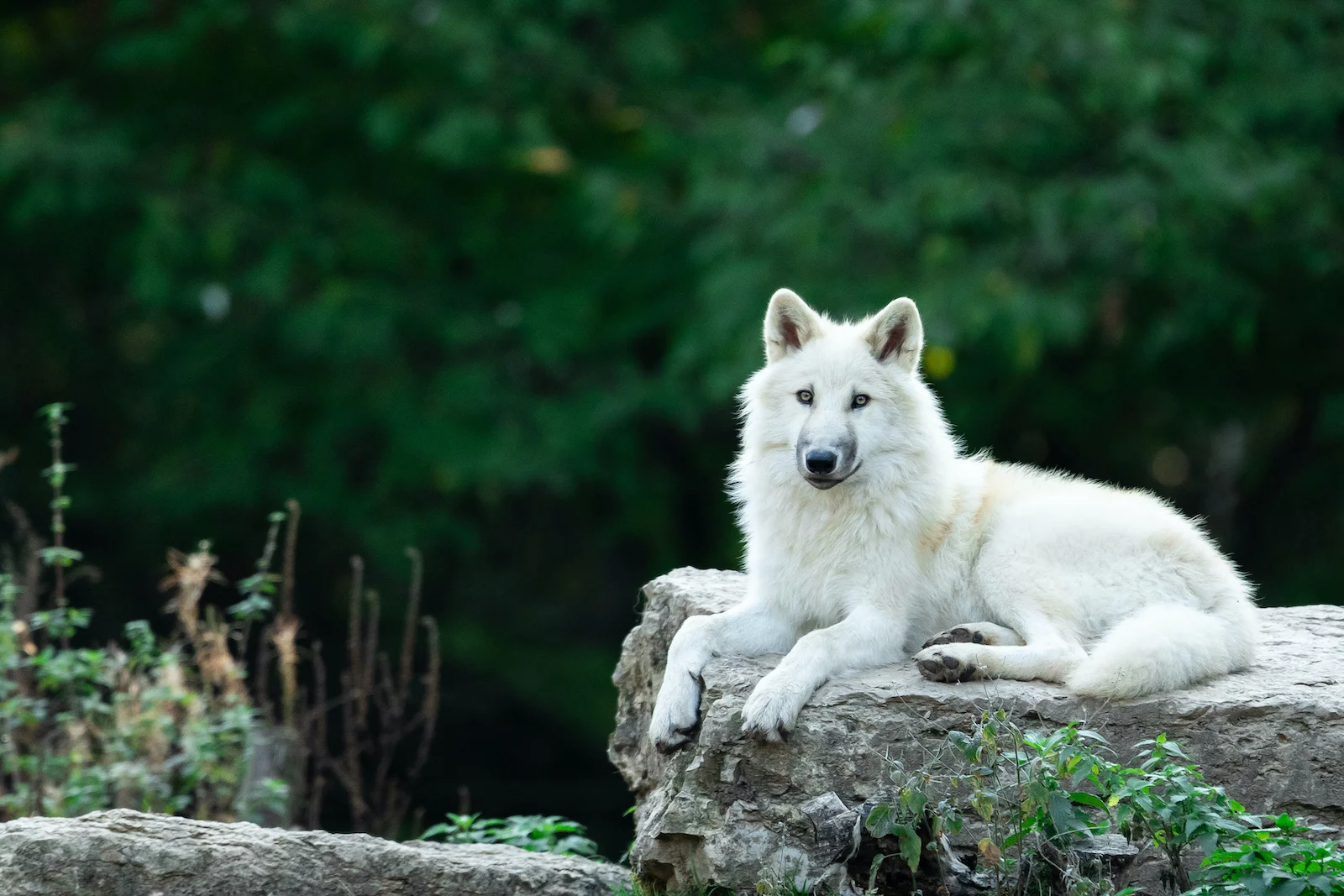 Arctic Wolf