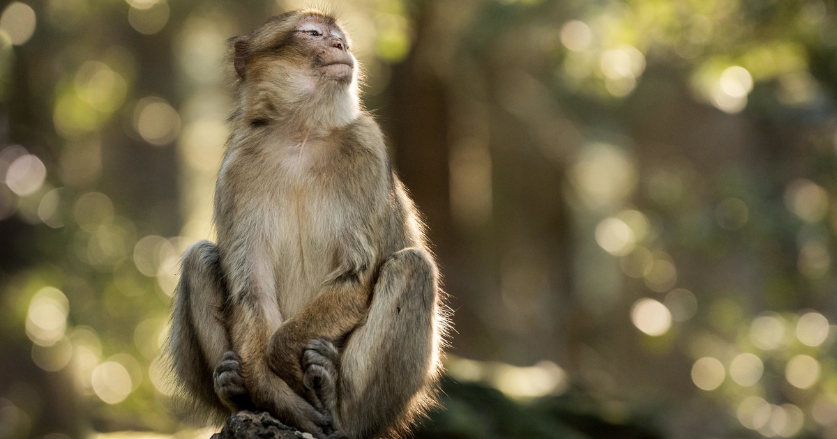 Barbary Macaque sitting Photo George Turner copyright IFAW 1