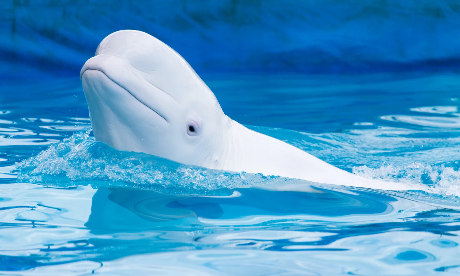 Beluga Whale