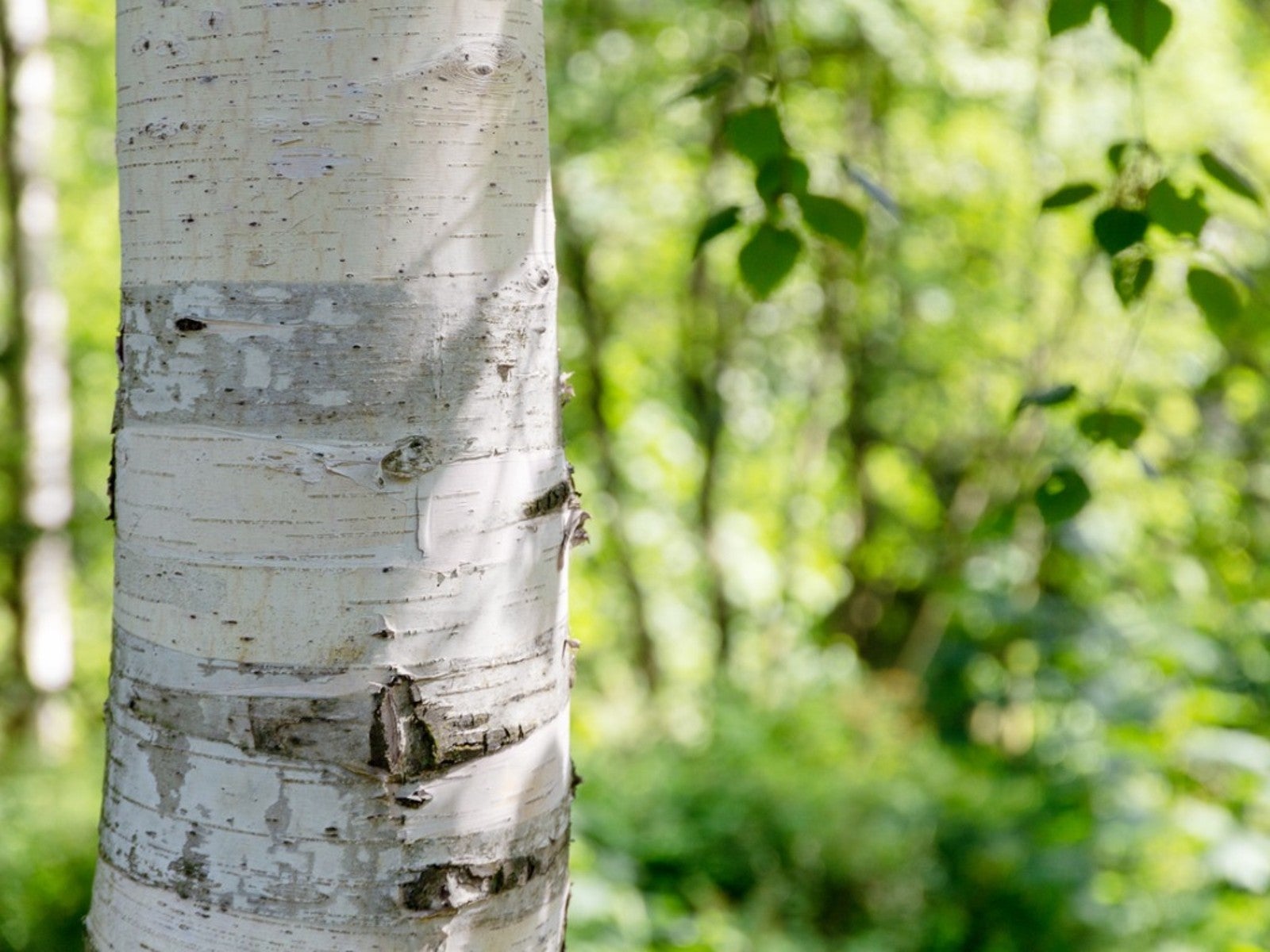 Birch Bark