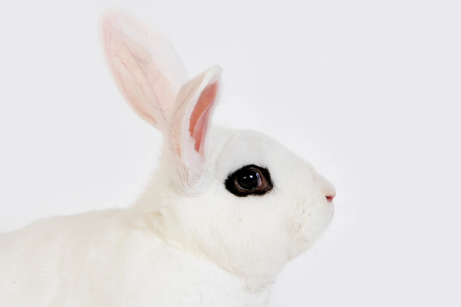 Blanc de Hotot Rabbit