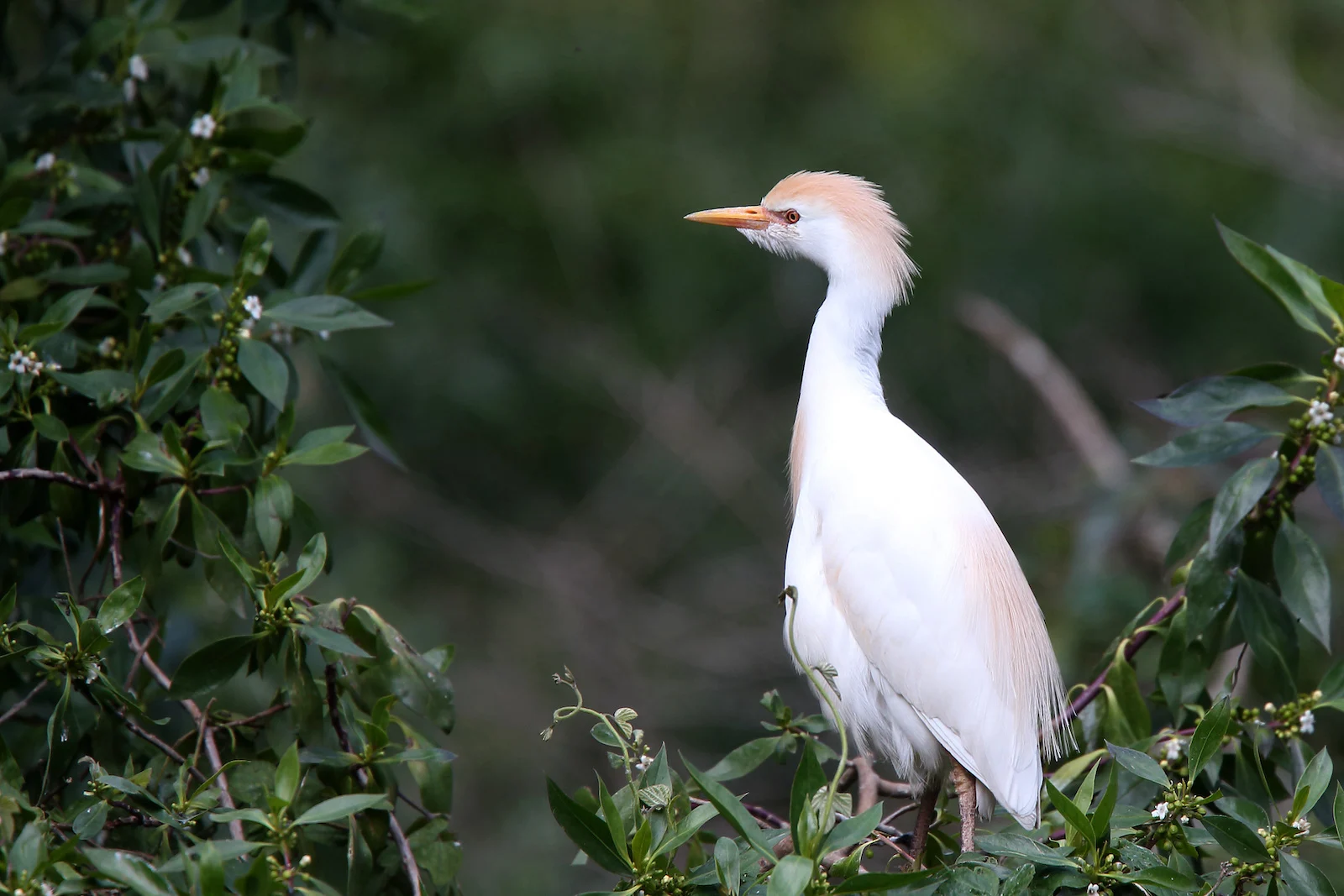 Cattle Egret