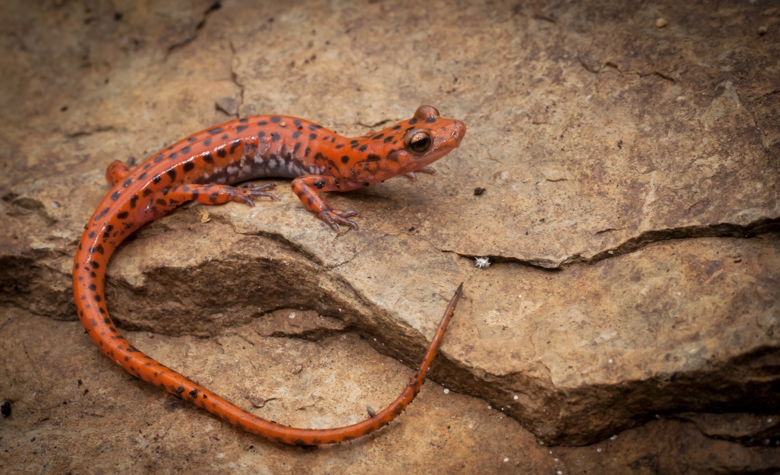 Cave Salamander