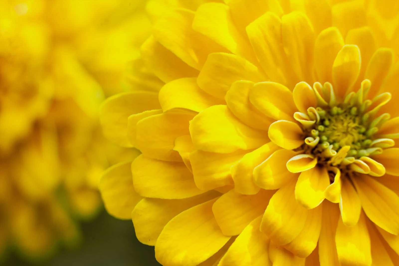 Chrysanthemum closeup