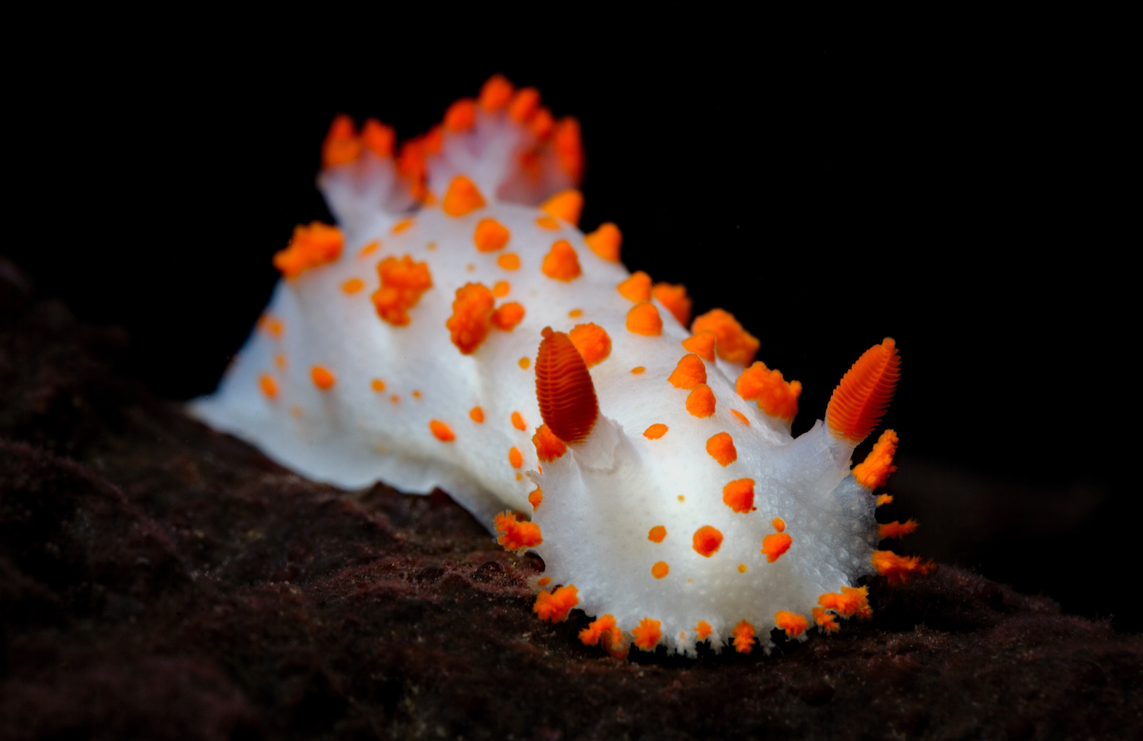 Clown Nudibranch