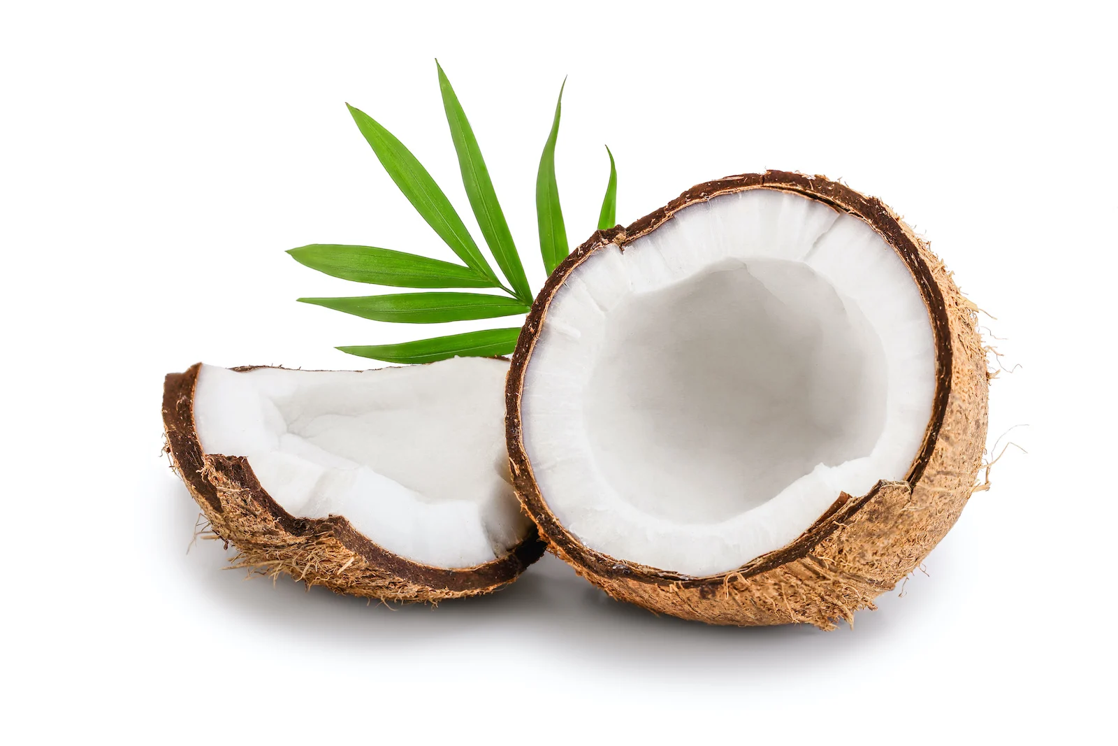 Coconut