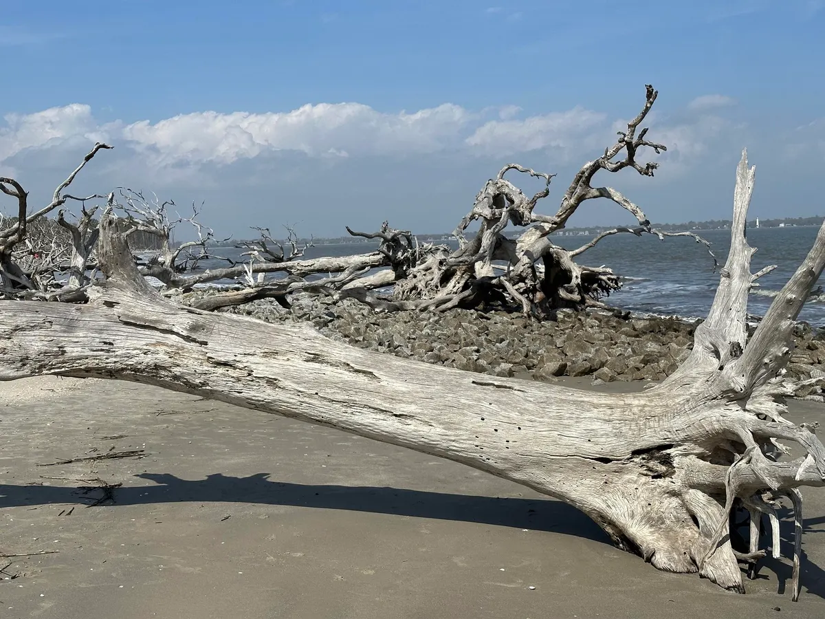 Driftwood