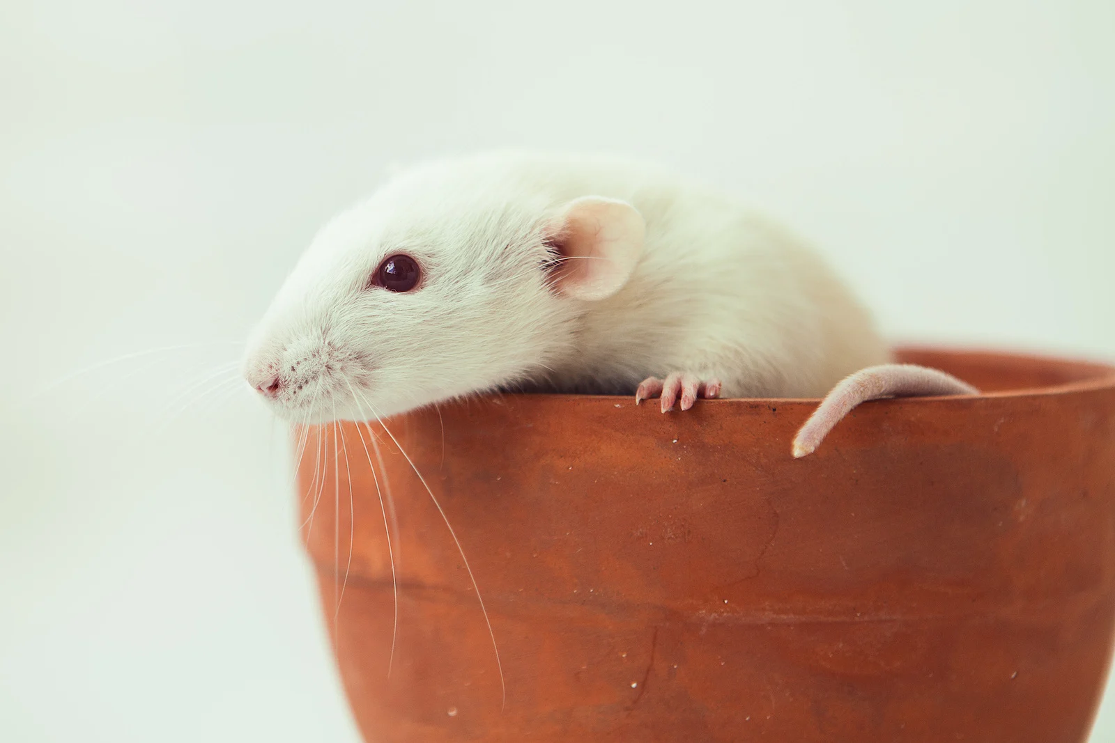 Dumbo Rat