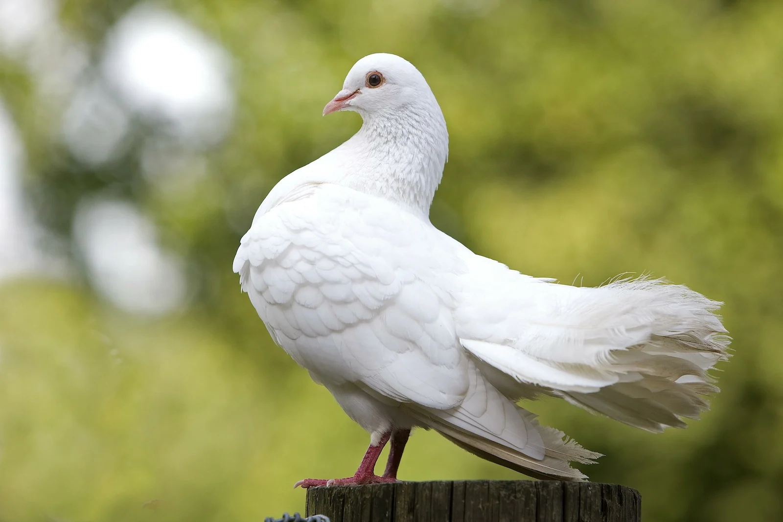 Fantail Pigeon 1