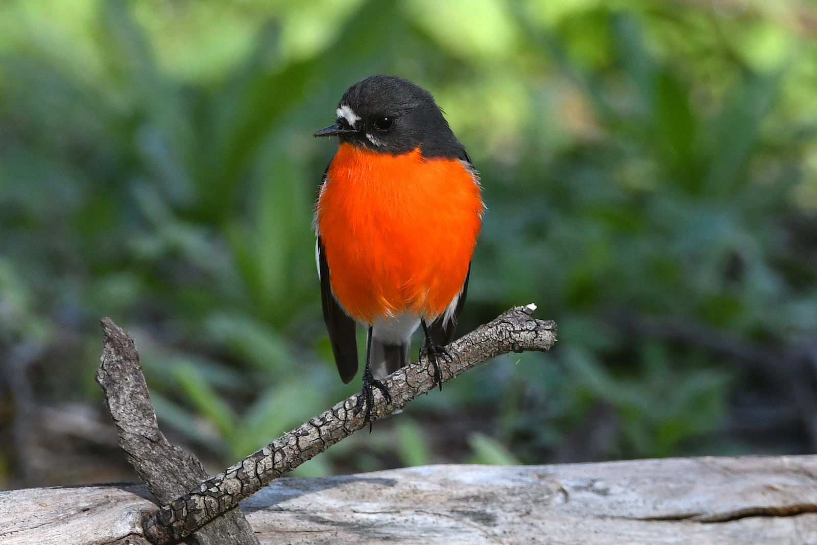 Flame Robin