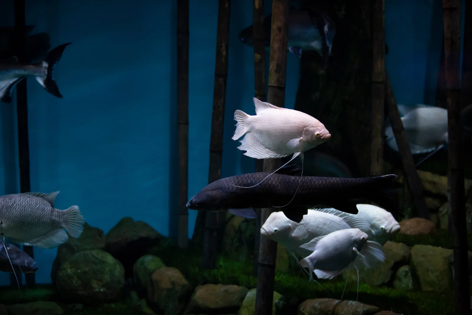 Giant Gourami