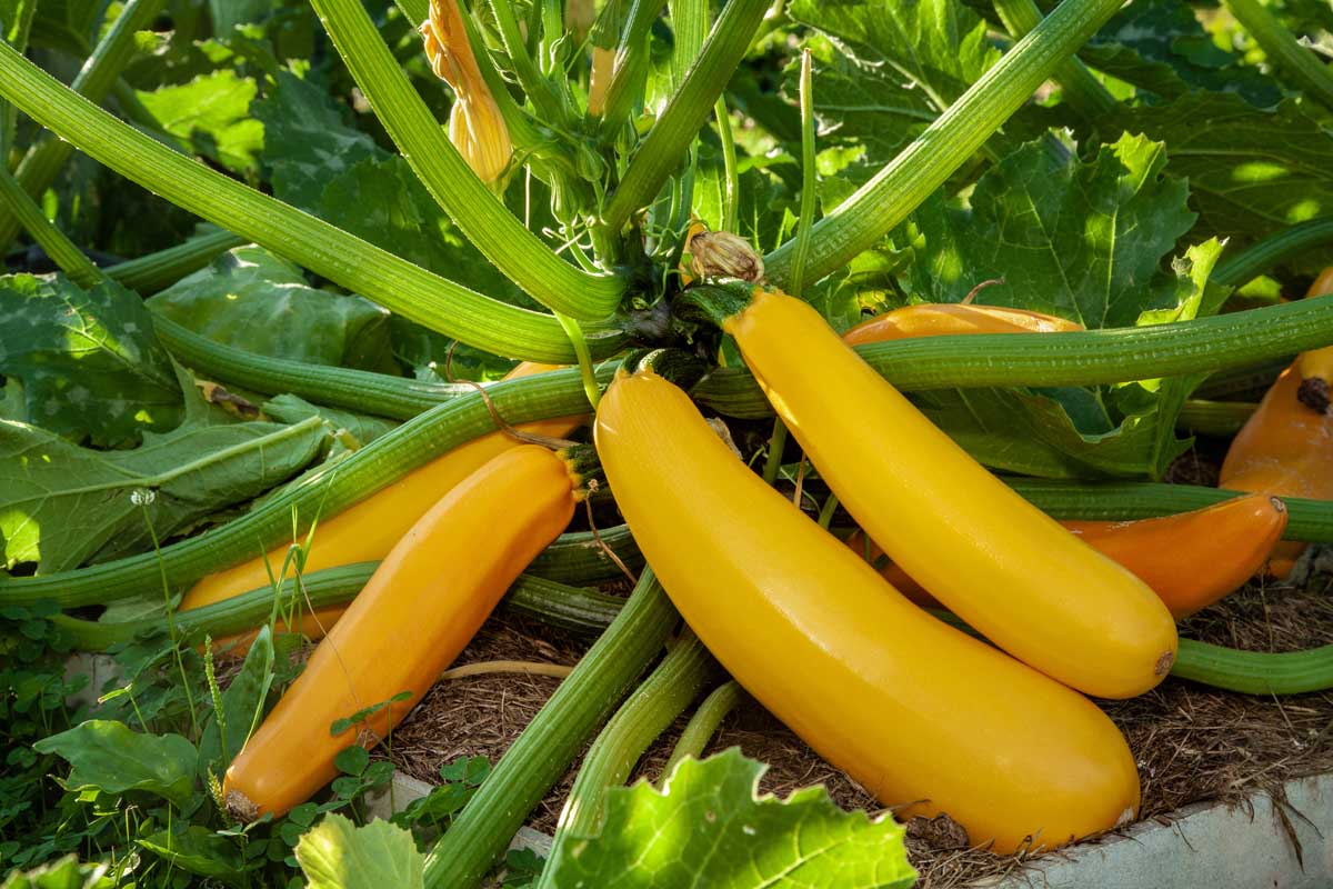 Golden Zucchini Growing in the Garden Featured