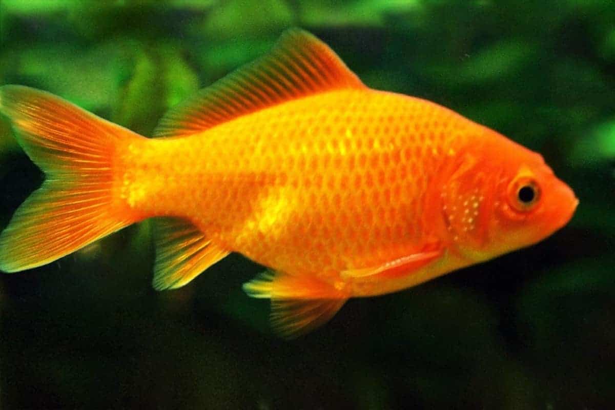 Goldfish Carassius auratus – Detailed Guide Care Diet and Breeding