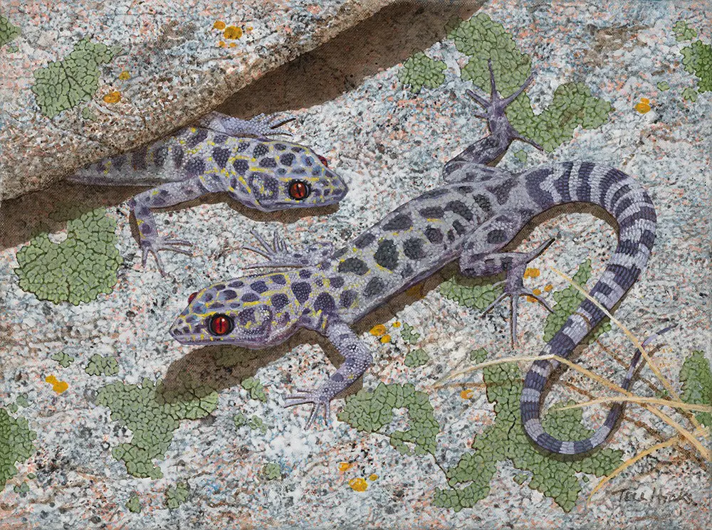 Granite Night Lizard