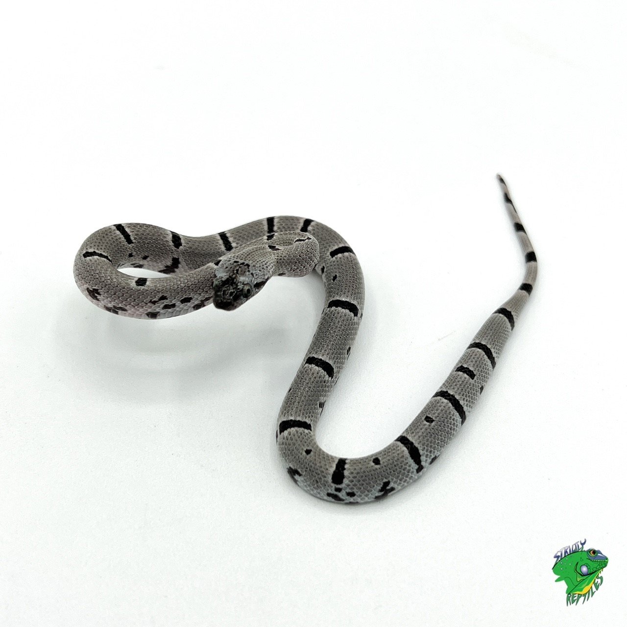 Gray Banded King Snake