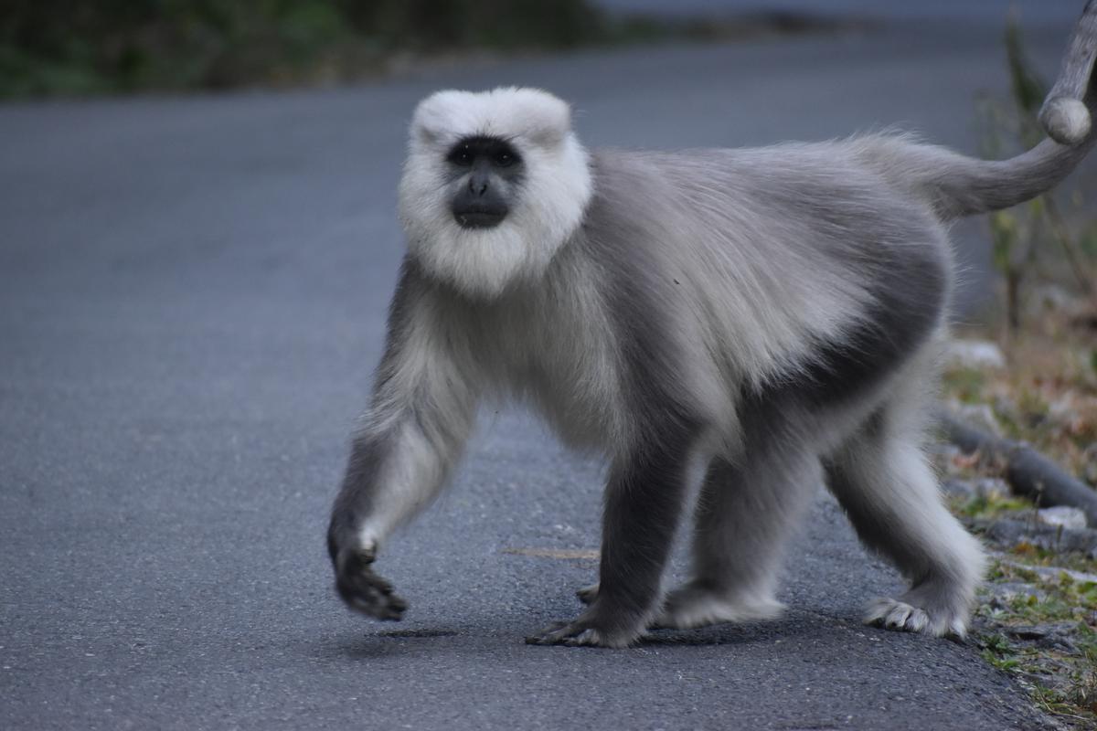 Gray Langur