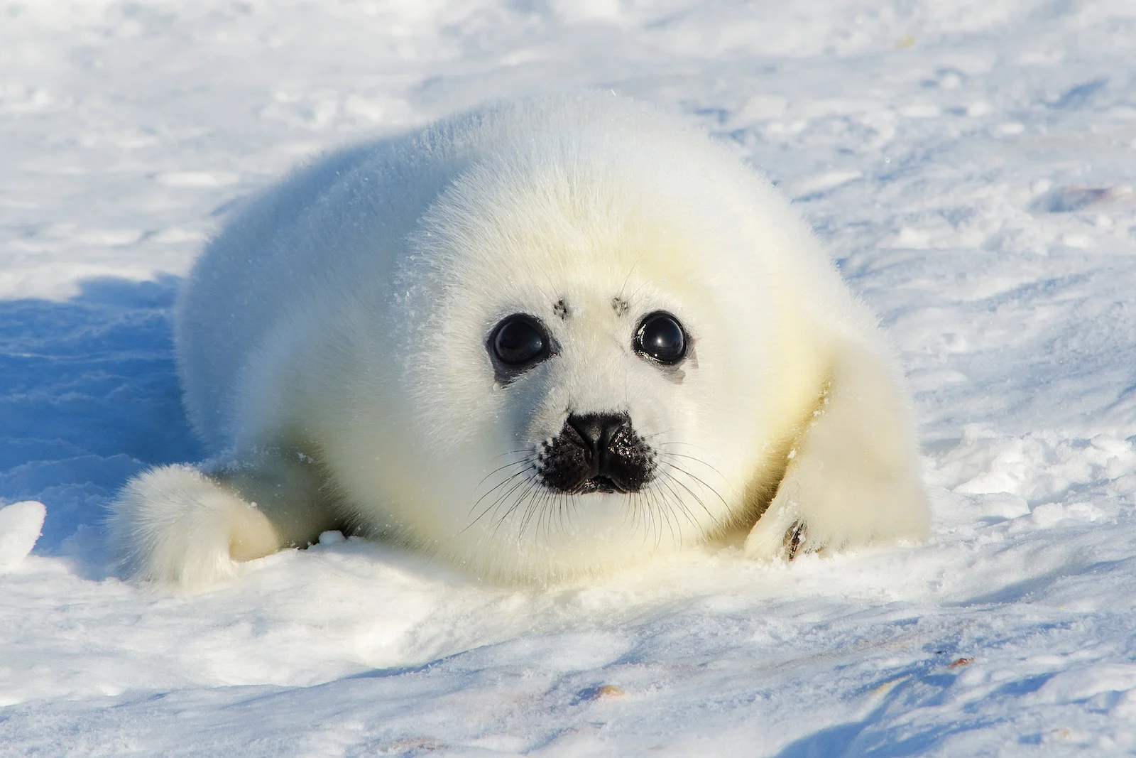 Harp Seal