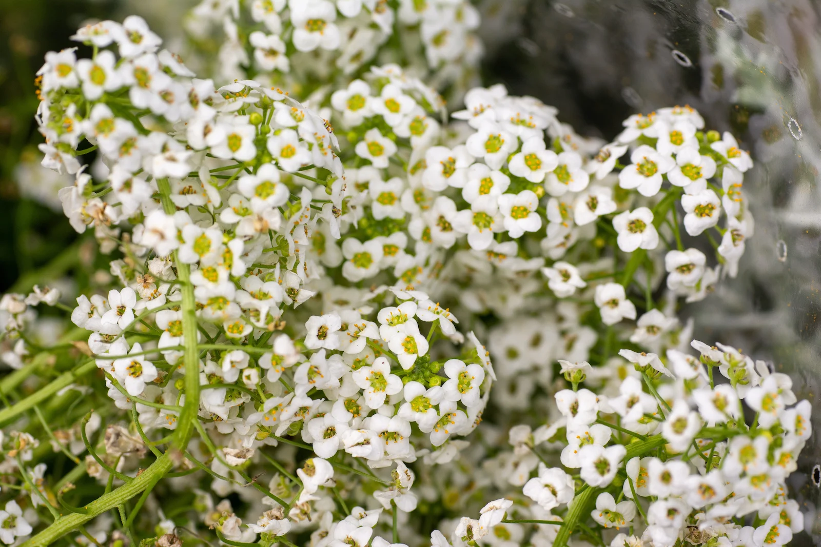 Heliotrope Flowers