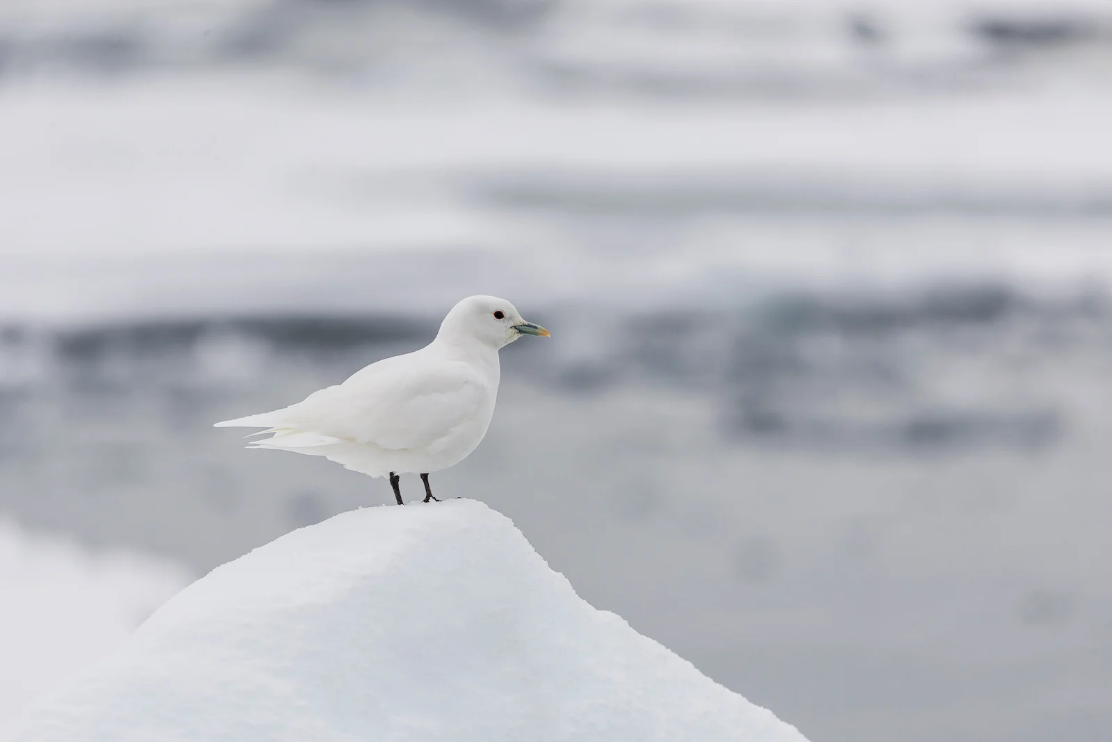 Ivory Gull