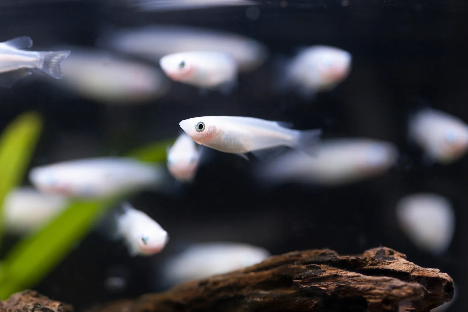 Japanese Rice Fish 1