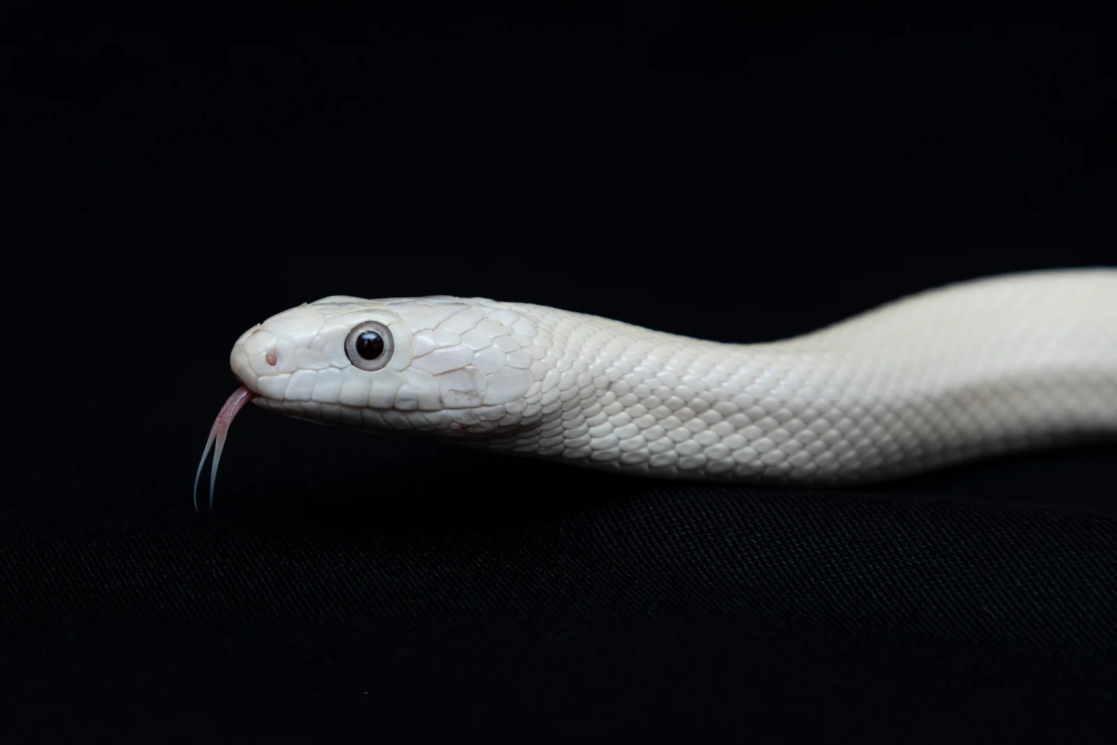 Leucistic Texas Rat Snake