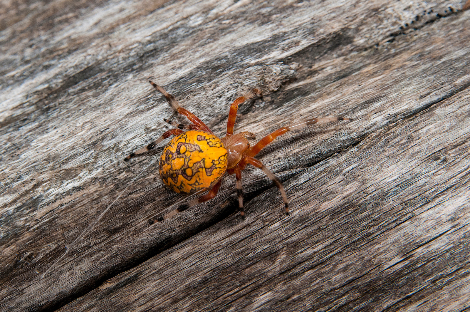 Marbled Orbweaver