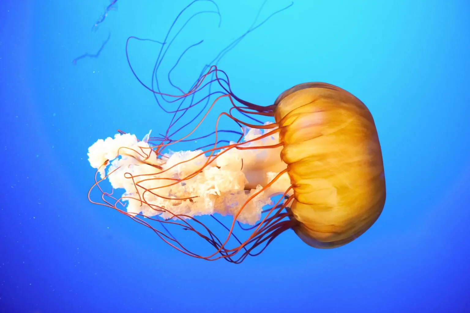 Orange yellow sea nettle jellyfish Chrysaora fuscescens