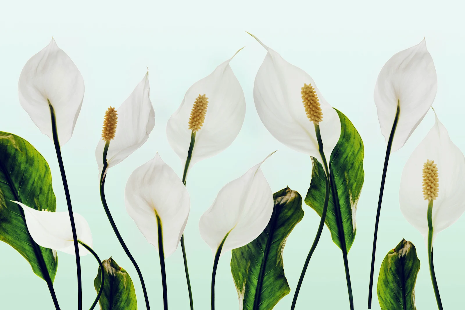 Peace Lillies