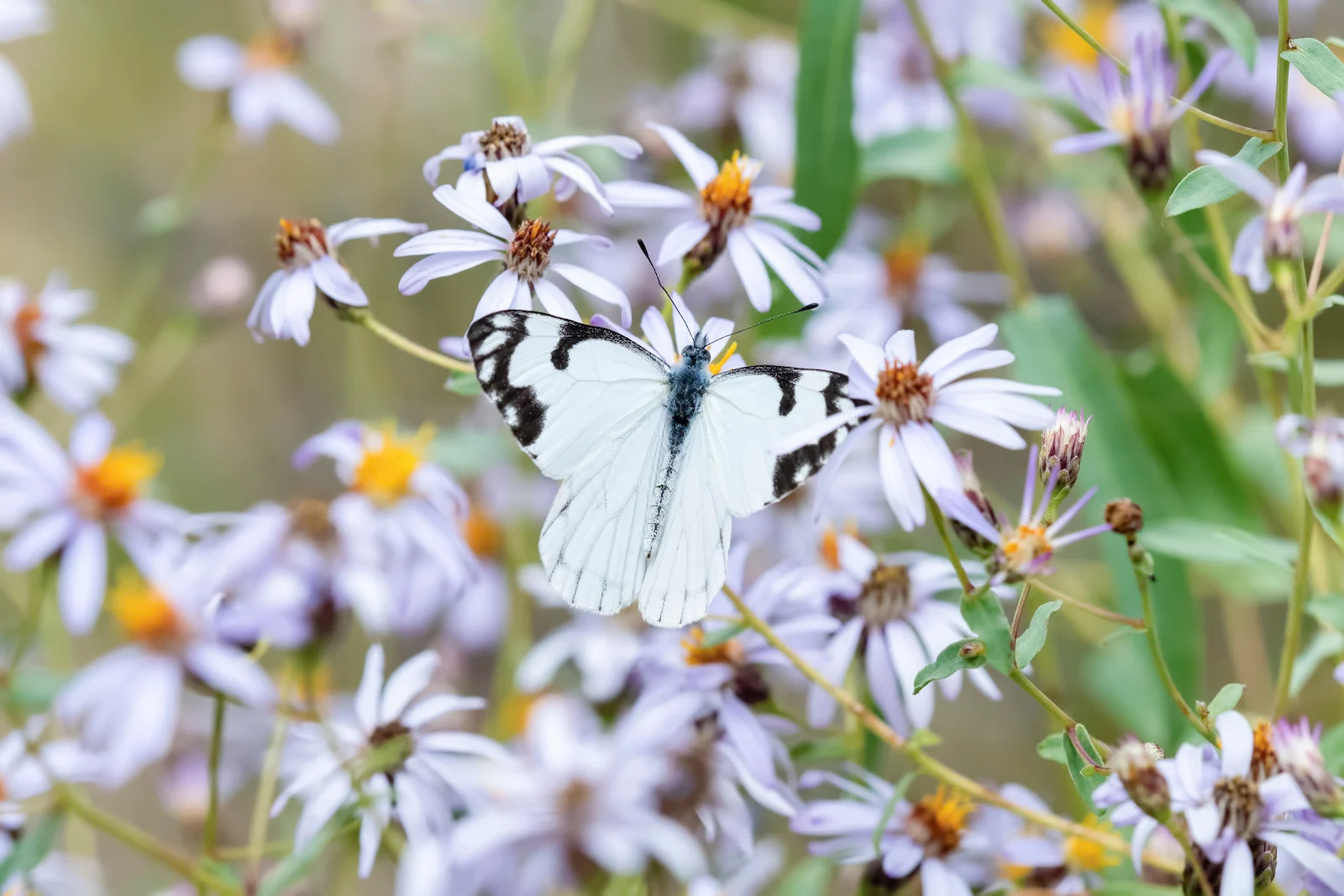 Pine White Butterfly