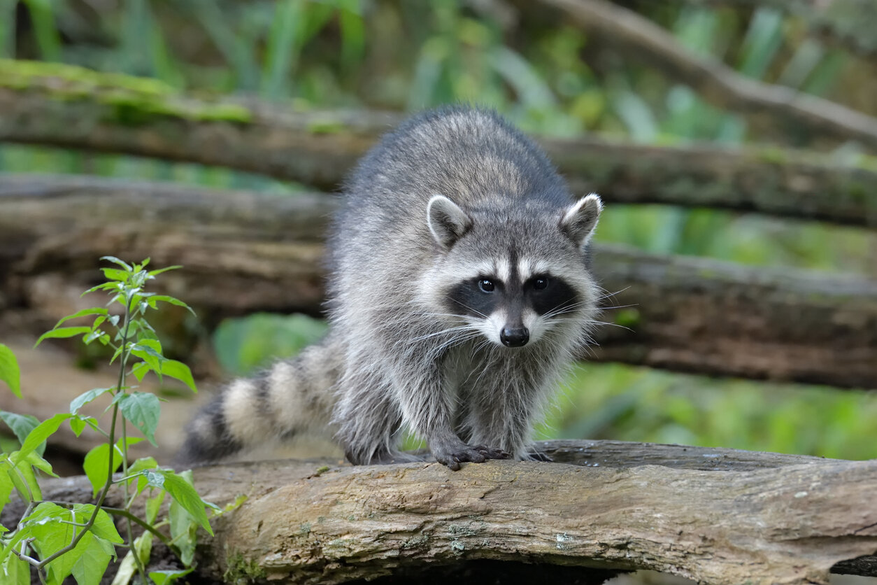 Racoon 1