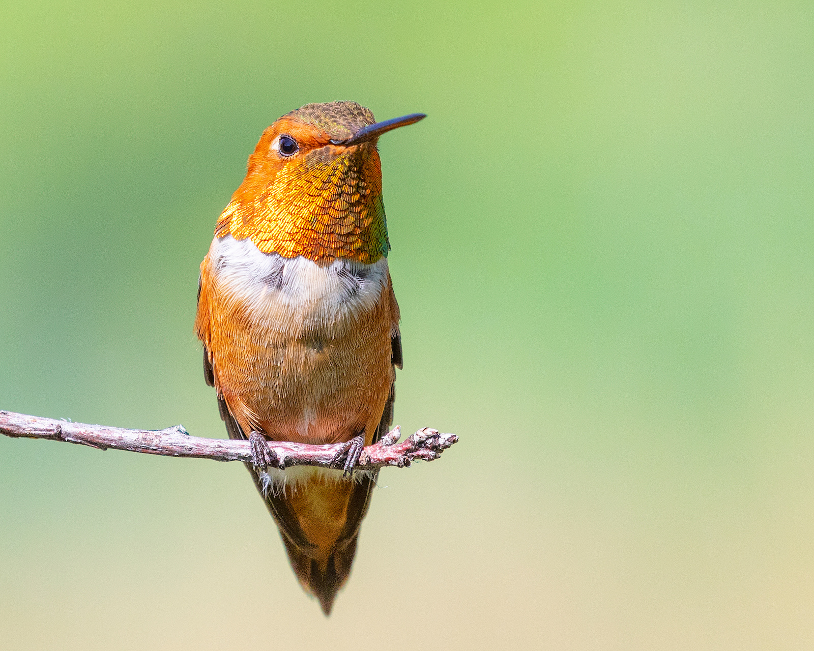 Rufous Hummingbird