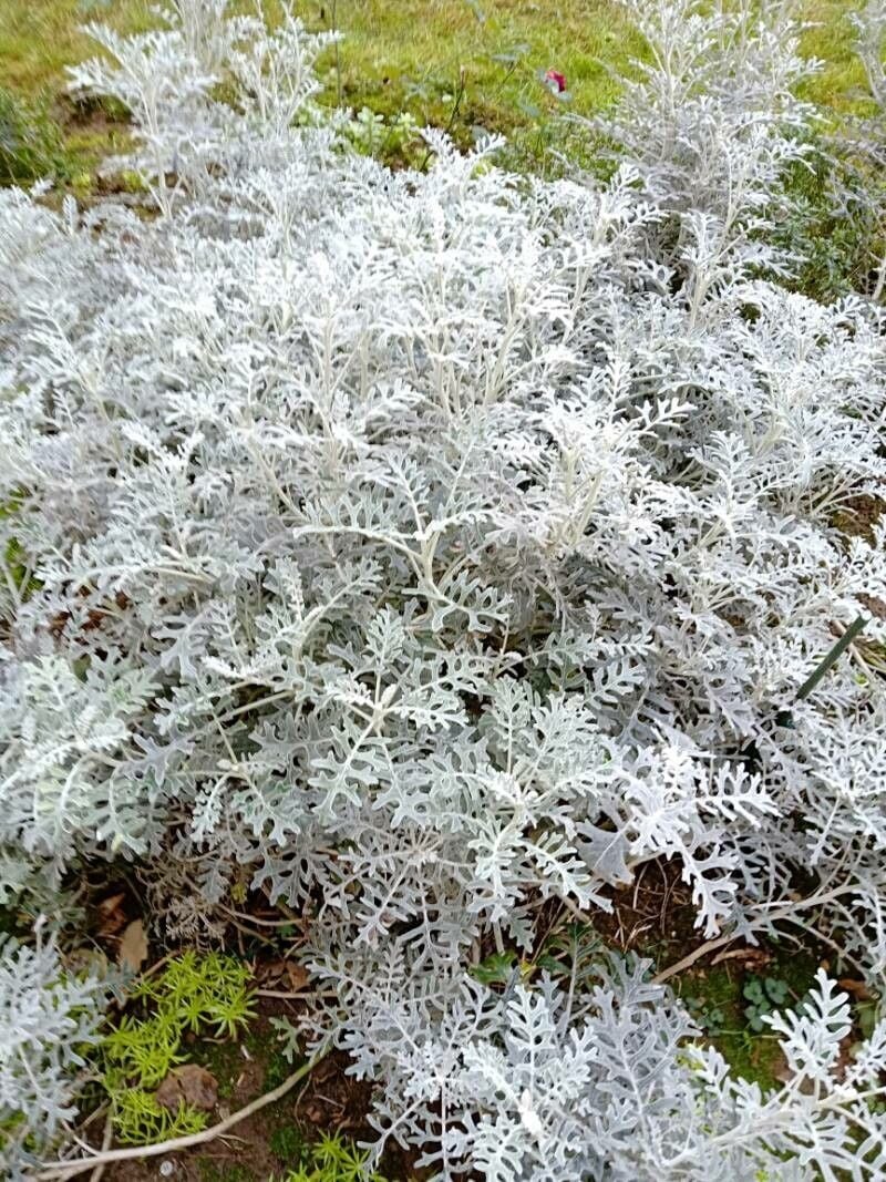 Senecio cineraria