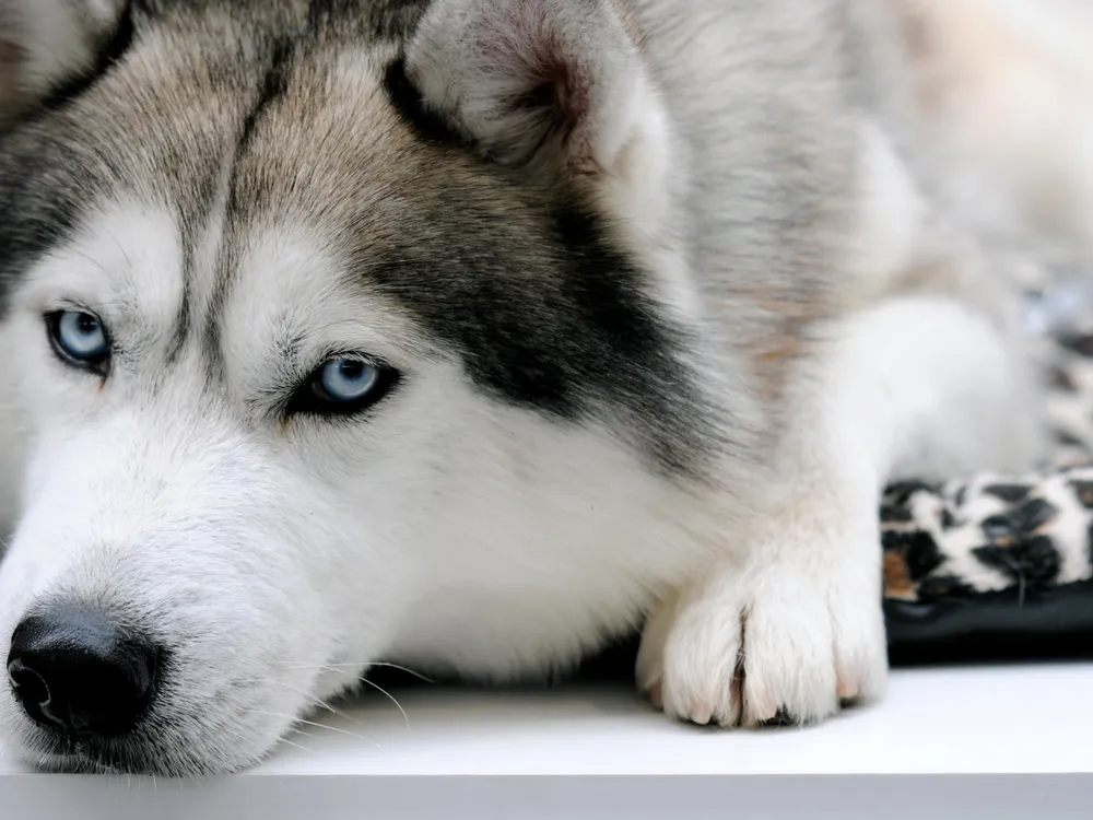 Siberian Husky grey