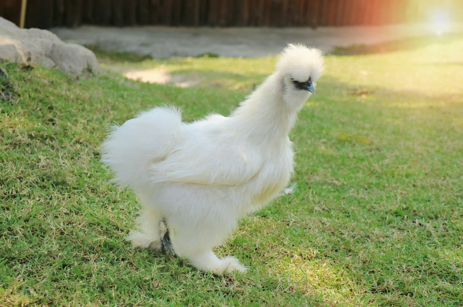 Silkie Chicken