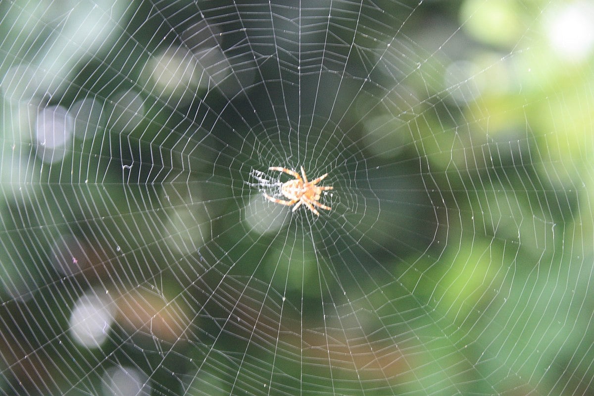 Spider web