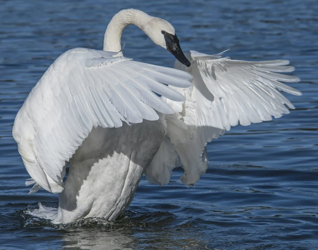 Trumpeter Swan 1024x804 1